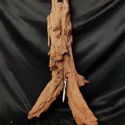 Racine de mangrove M006 - 57x29x11cm