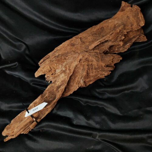 Racine de mangrove M002 - 59x18x10cm