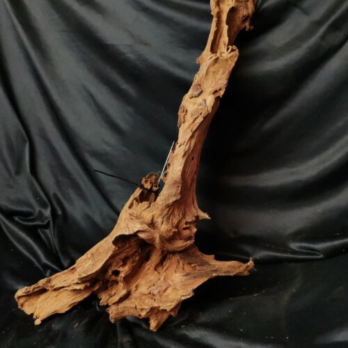Racine de mangrove M001 - 68x33x18cm