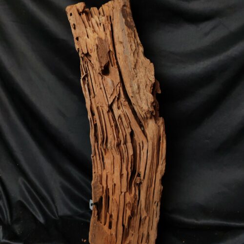 Racine de mangrove M005 - 53x12x16cm